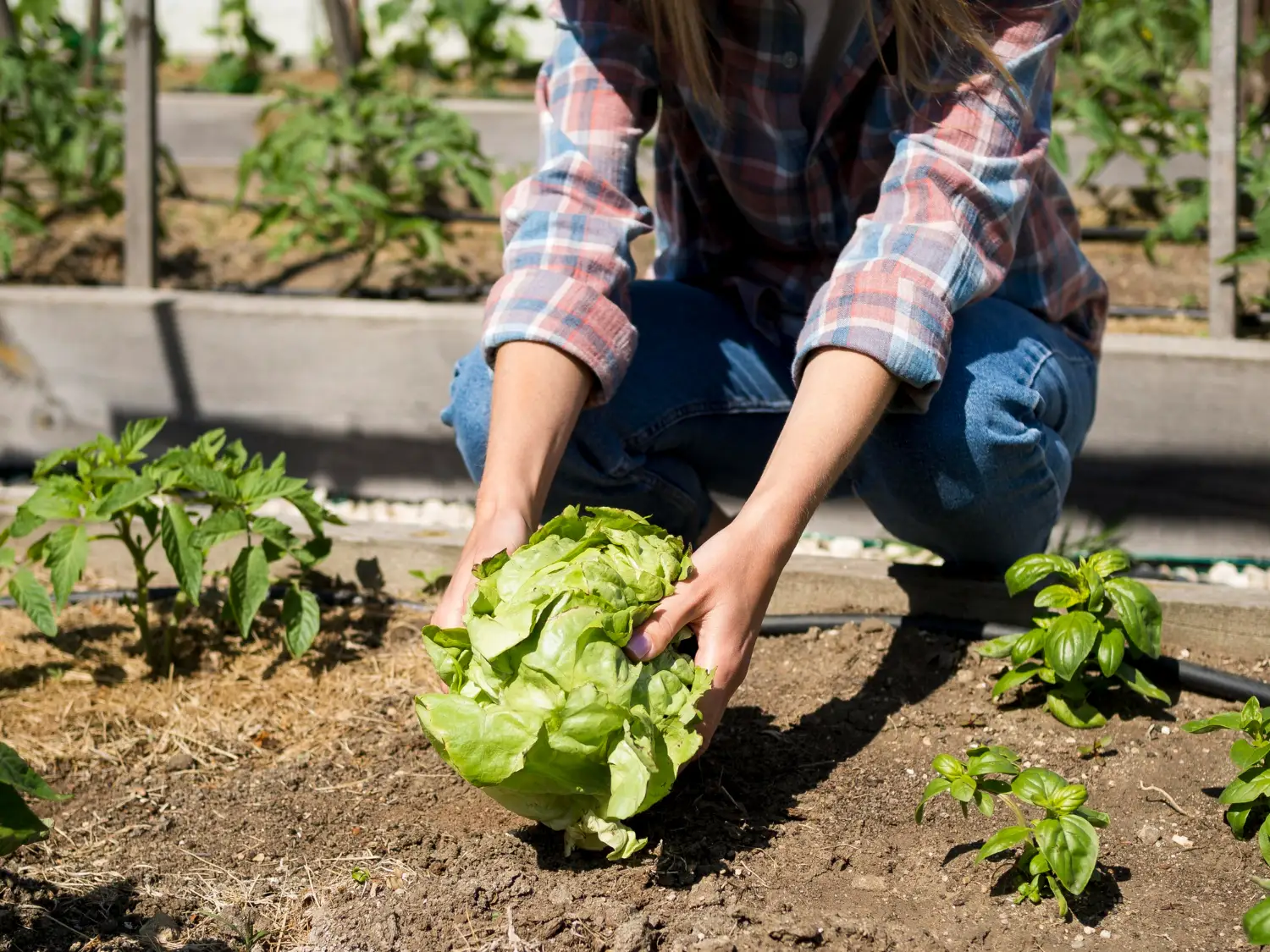 Potager chez soi